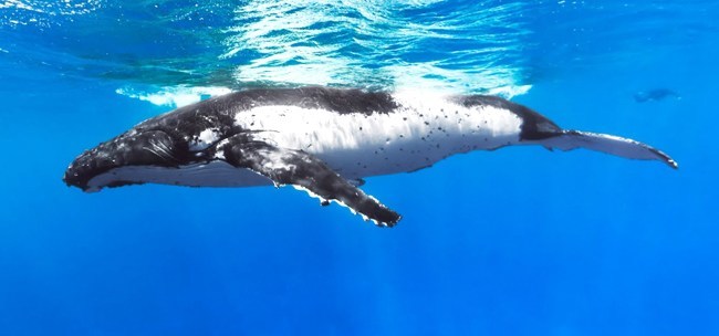 A humpback whale in Rarotonga, Cook Islands. The whole 2 million square kilometer exclusive economic zone of the Cook Islands is a designated whale sanctuary. Photo credit: Google/Catlin Seaview Survey